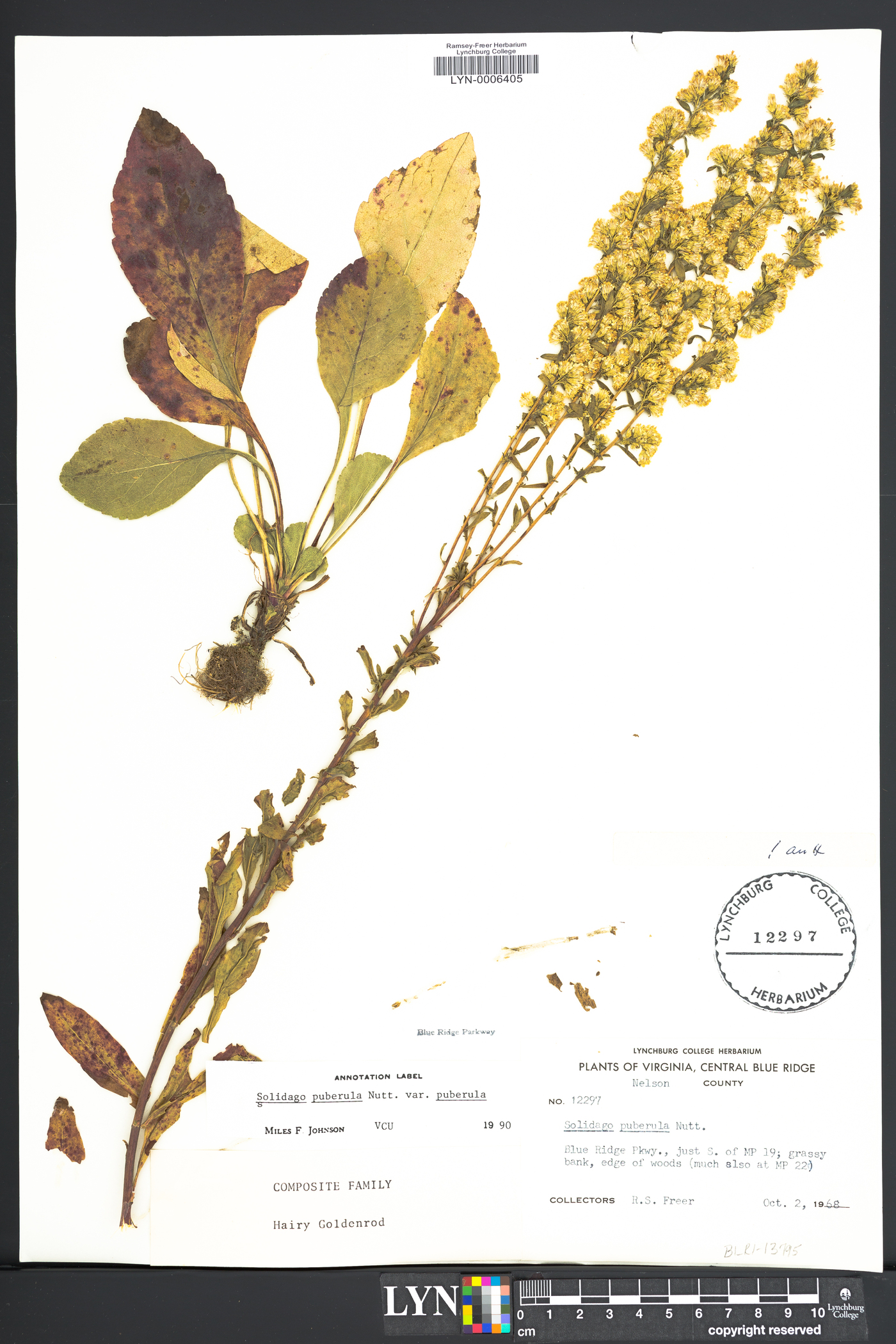 Solidago puberula var. puberula image