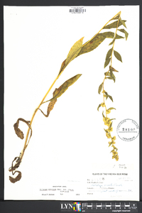 Solidago erecta image