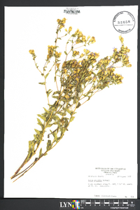 Aster gracilis image