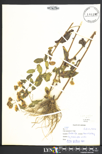 Symphyotrichum patens image