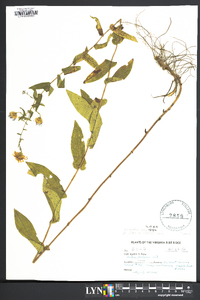 Symphyotrichum phlogifolium image