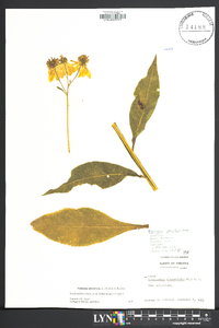 Verbesina alternifolia image