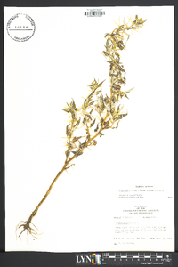 Xanthium spinosum image