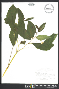 Impatiens pallida image