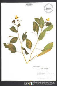 Impatiens pallida image