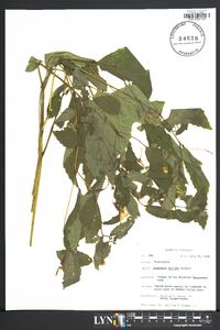 Impatiens pallida image