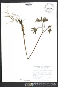 Caulophyllum thalictroides image