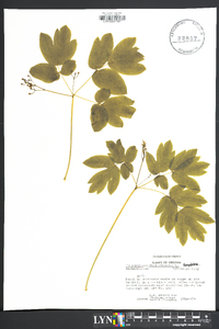 Caulophyllum thalictroides image