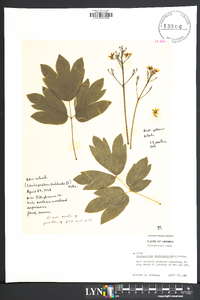 Caulophyllum thalictroides image