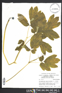 Caulophyllum thalictroides image