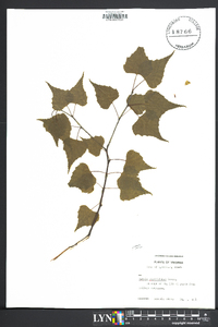 Betula populifolia image