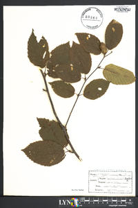 Betula lutea image