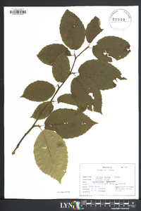 Betula lutea image