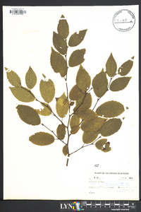 Carpinus caroliniana var. virginiana image