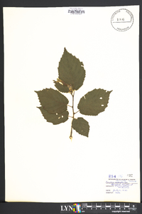 Corylus cornuta image