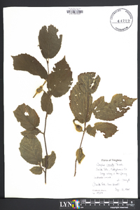 Corylus cornuta image