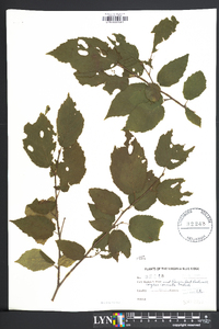 Corylus cornuta image