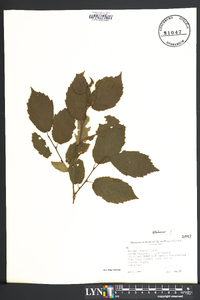 Corylus cornuta image