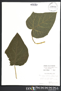 Catalpa bignonioides image