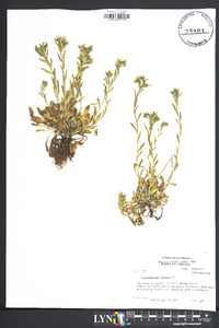 Buglossoides arvensis image