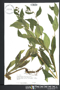 Lithospermum latifolium image