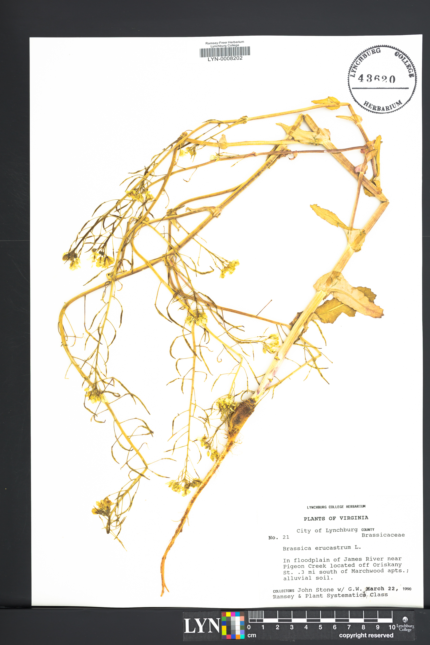 Brassica erucastrum image