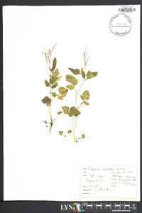 Cardamine clematitis image