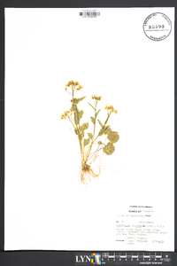 Cardamine douglassii image