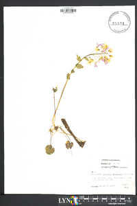 Cardamine douglassii image