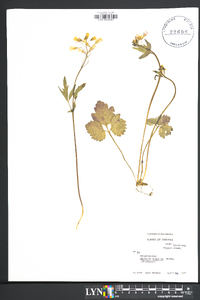 Cardamine diphylla image