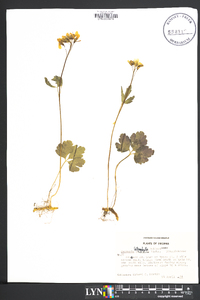 Cardamine angustata image