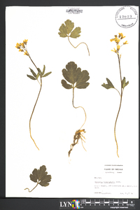 Cardamine angustata image