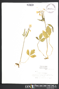 Cardamine angustata image