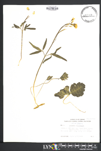 Cardamine angustata image