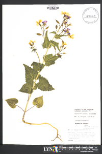 Lunaria annua image