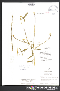 Sisymbrium officinale image