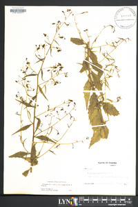 Campanula divaricata image