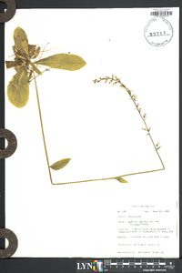 Lobelia spicata var. scaposa image