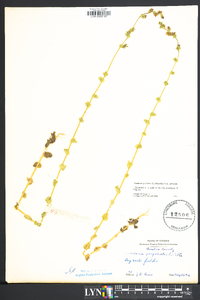 Triodanis perfoliata var. perfoliata image