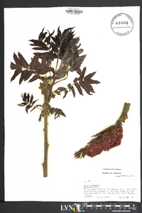 Rhus typhina image