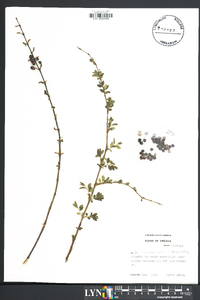 Symphoricarpos orbiculatus image