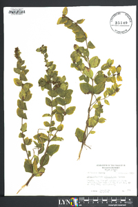 Symphoricarpos orbiculatus image