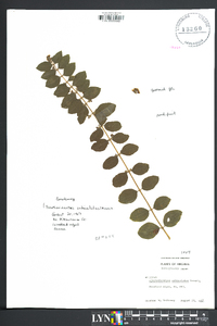 Symphoricarpos orbiculatus image