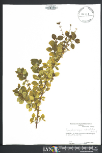 Symphoricarpos orbiculatus image