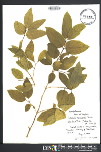 Lonicera canadensis image