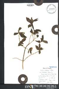 Lonicera canadensis image