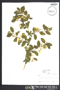 Lonicera canadensis image