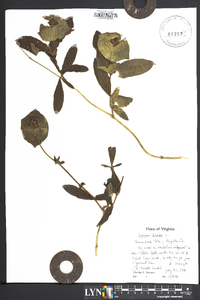 Lonicera dioica image