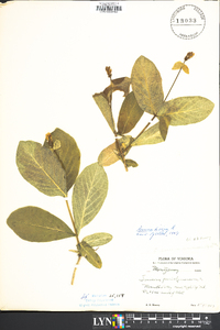 Lonicera dioica image