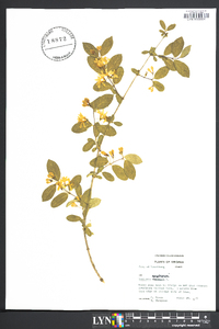 Lonicera morrowii image